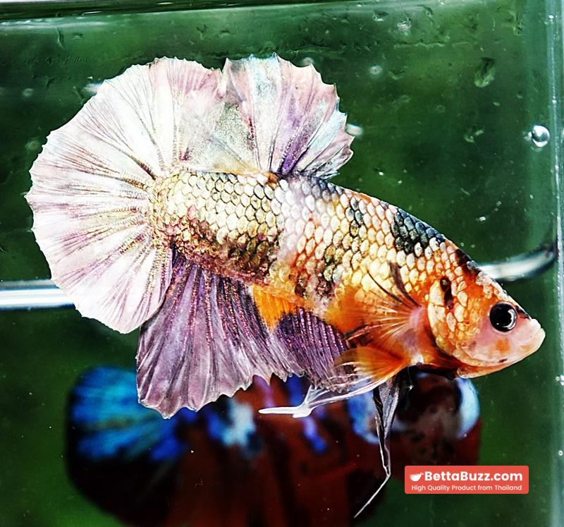 Betta fish OHMPK Copper Solder Yellow Base - Image 3