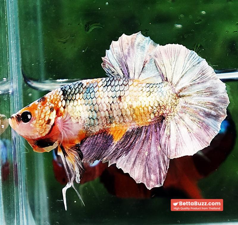 Betta fish OHMPK Copper Solder Yellow Base - Image 4