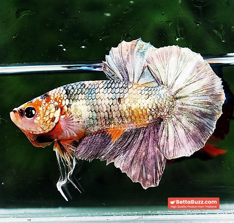 Betta fish OHMPK Copper Solder Yellow Base - Image 2