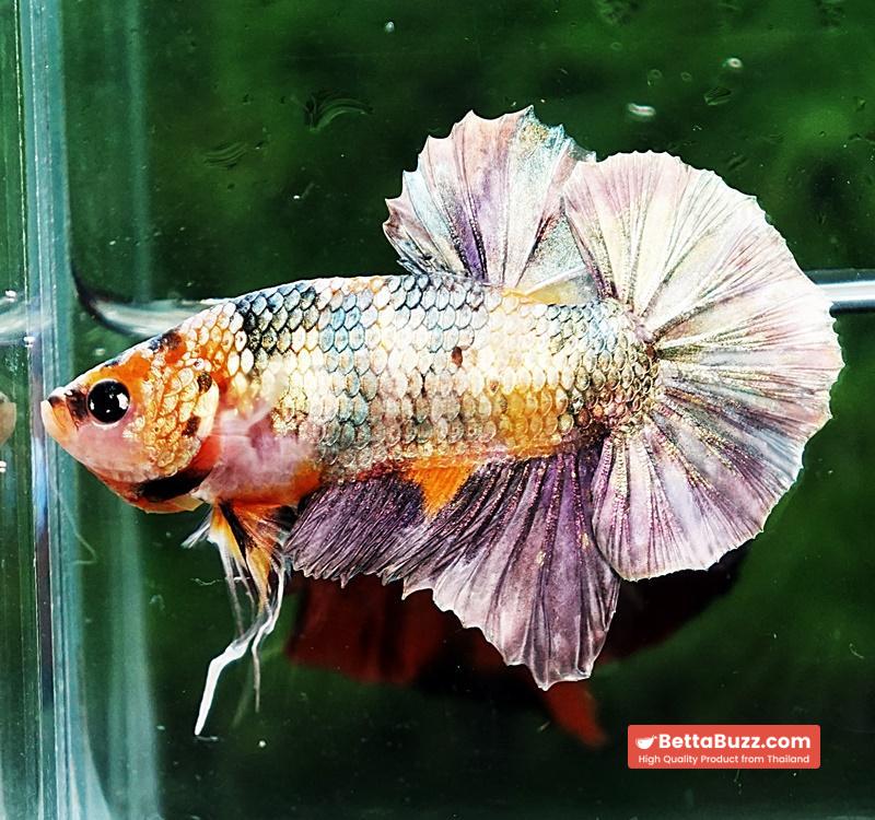 Betta fish OHMPK Copper Solder Yellow Base - Image 6