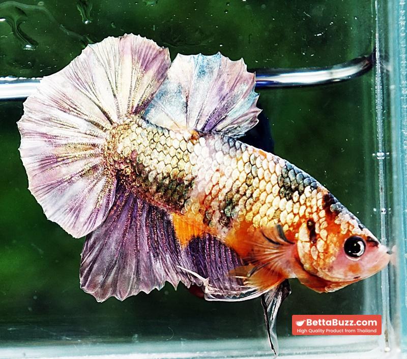 Betta fish OHMPK Copper Solder Yellow Base - Image 5