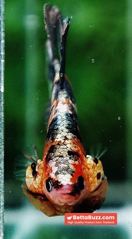 Betta fish OHMPK Copper Solder Yellow Base - Image 7