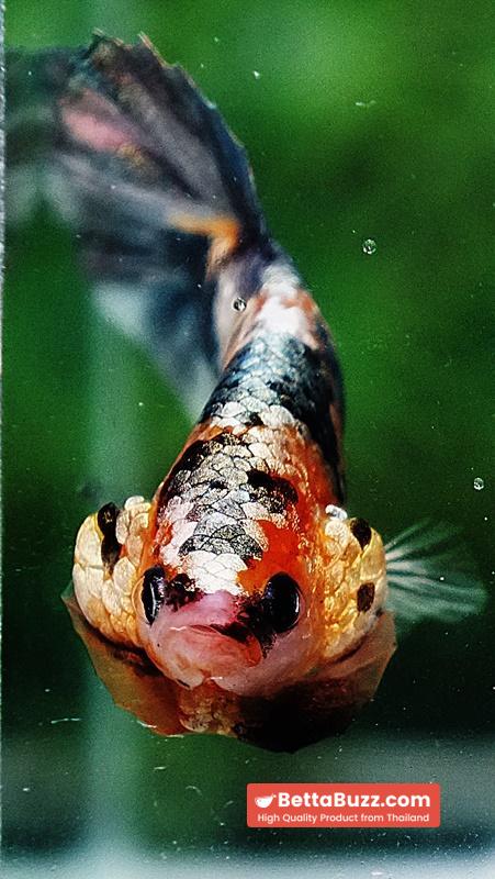 Betta fish OHMPK Copper Solder Yellow Base - Image 8