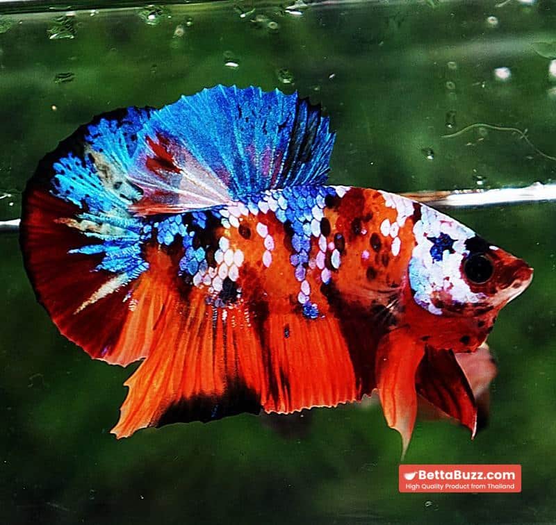 Betta fish HMPK Helmet Emerald Candy - Image 2