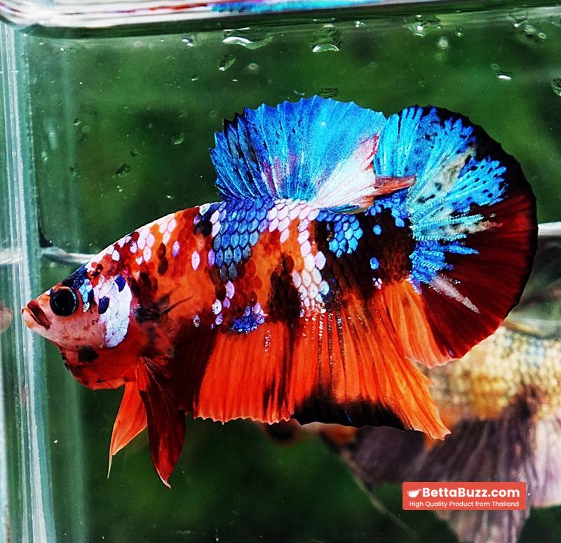 Betta fish HMPK Helmet Emerald Candy - Image 3