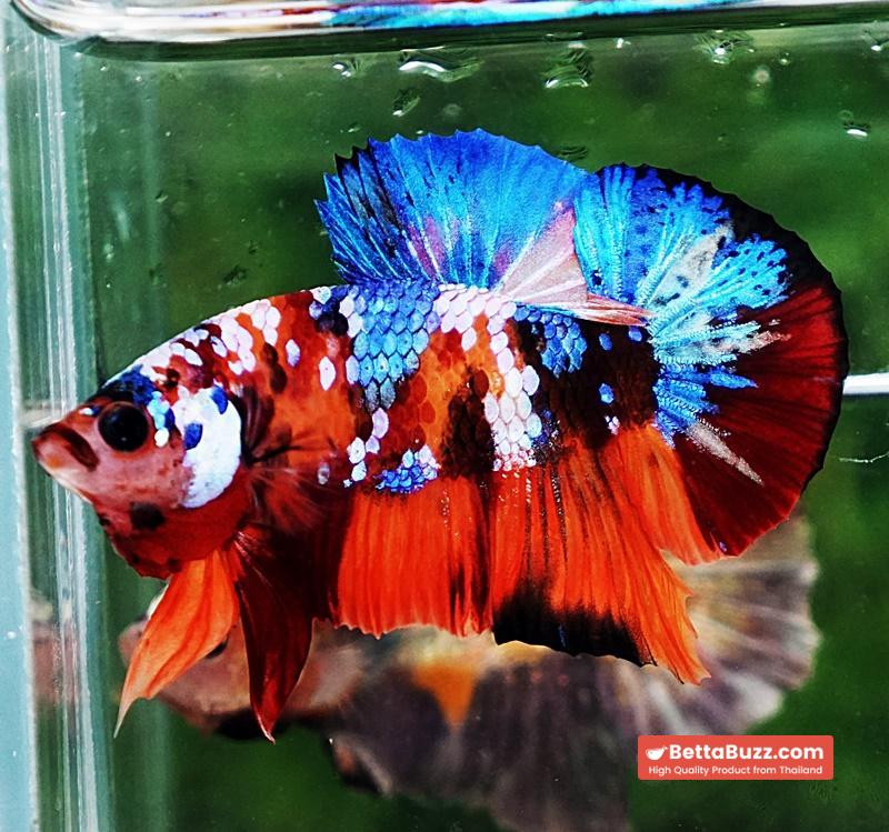 Betta fish HMPK Helmet Emerald Candy - Image 5