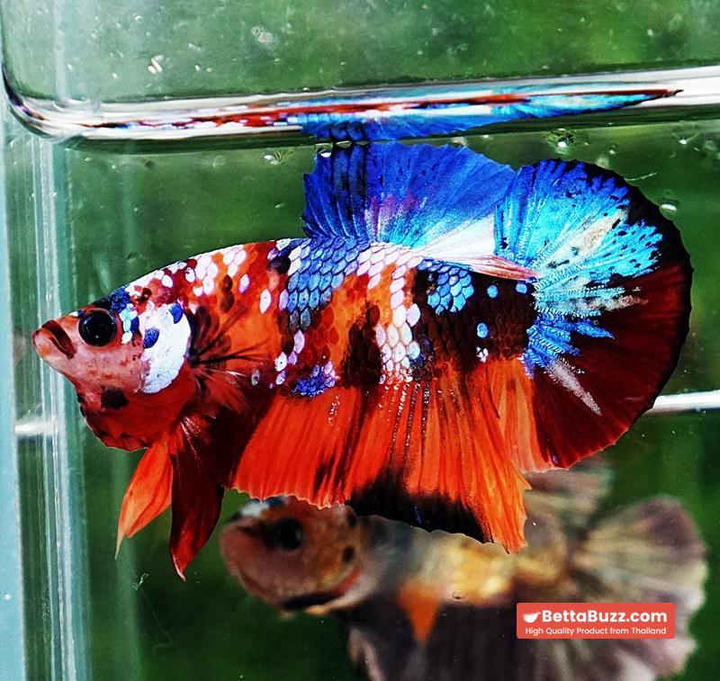 Betta fish HMPK Helmet Emerald Candy - Image 7