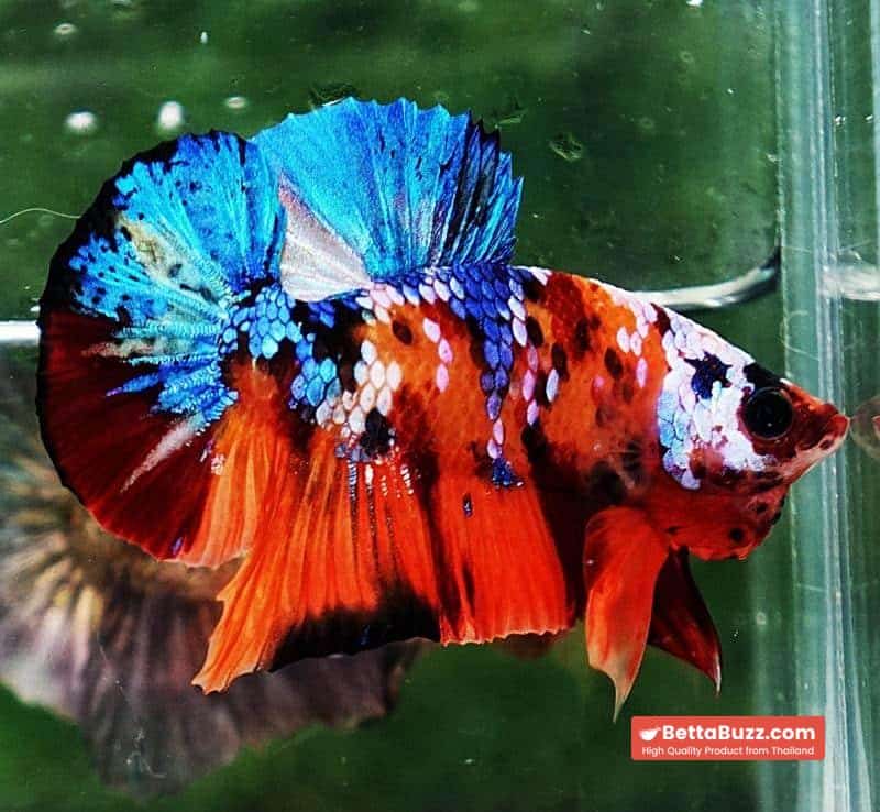 Betta fish HMPK Helmet Emerald Candy - Image 6