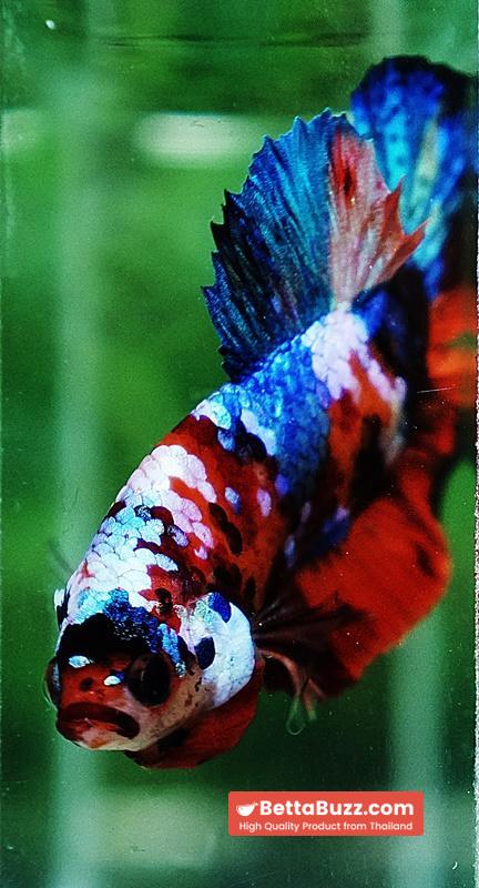Betta fish HMPK Helmet Emerald Candy - Image 8