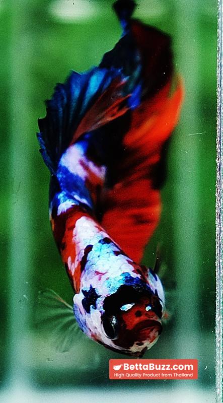 Betta fish HMPK Helmet Emerald Candy - Image 9