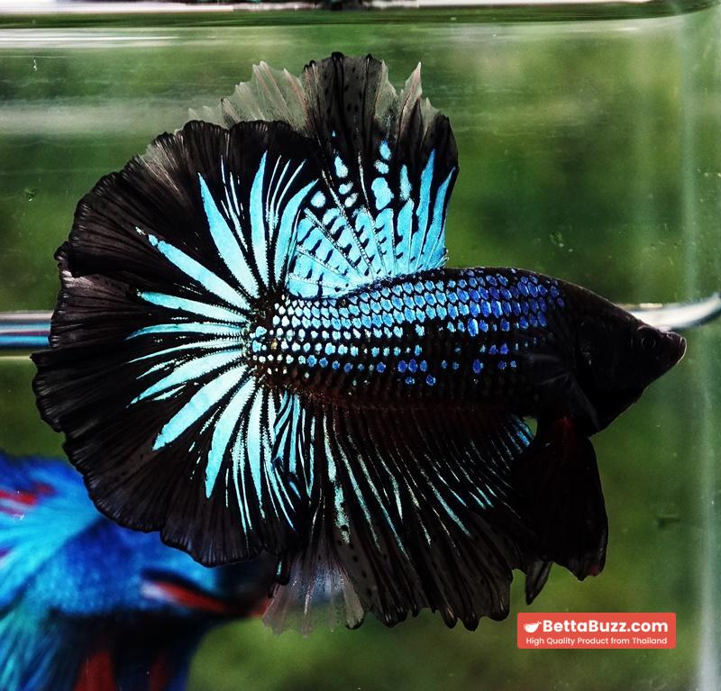 Betta fish Black Light Orchid Hawk (HM) - Image 4