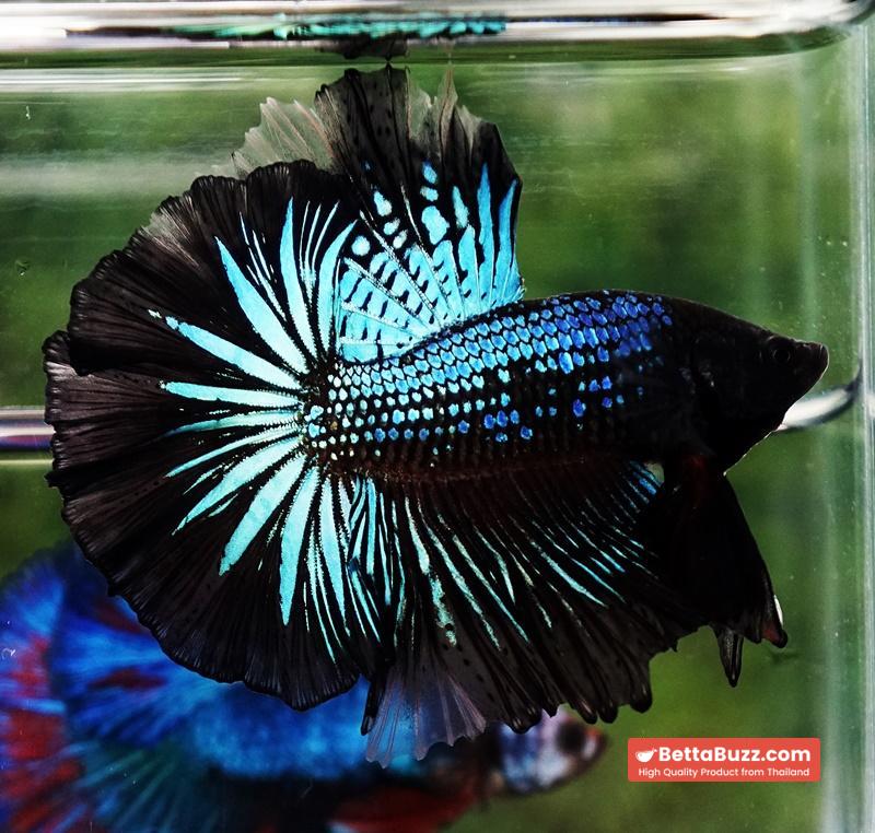 Betta fish Black Light Orchid Hawk (HM) - Image 2