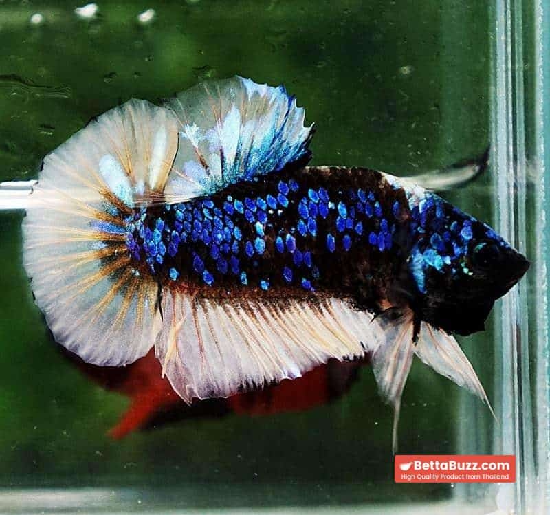 Betta fish HMPK Avatar Mustard Gas - Image 2
