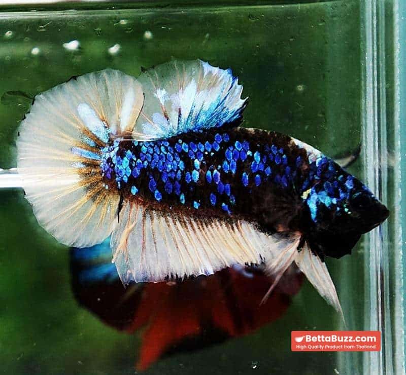 Betta fish HMPK Avatar Mustard Gas - Image 4