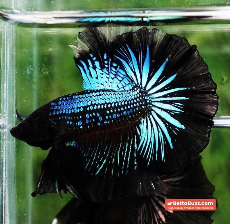 Betta fish Black Light Orchid Hawk (HM) - Image 5