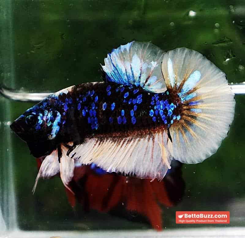 Betta fish HMPK Avatar Mustard Gas - Image 3