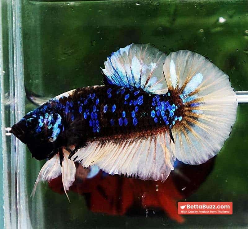 Betta fish HMPK Avatar Mustard Gas - Image 5