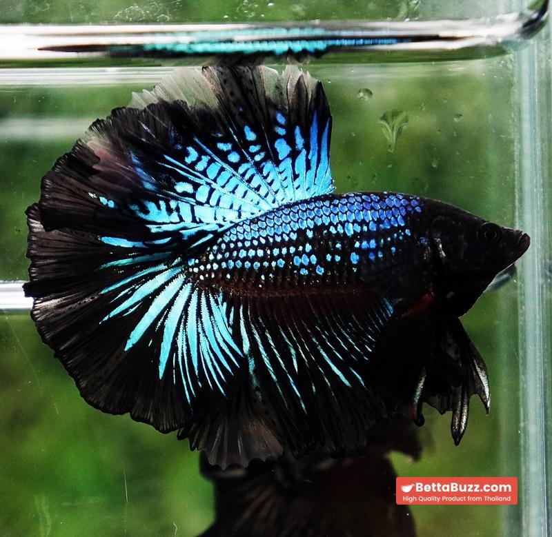 Betta fish Black Light Orchid Hawk (HM) - Image 8