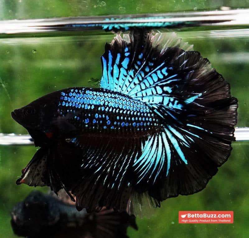 Betta fish Black Light Orchid Hawk (HM) - Image 3
