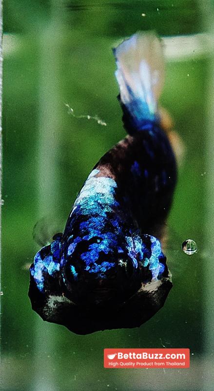 Betta fish HMPK Avatar Mustard Gas - Image 6