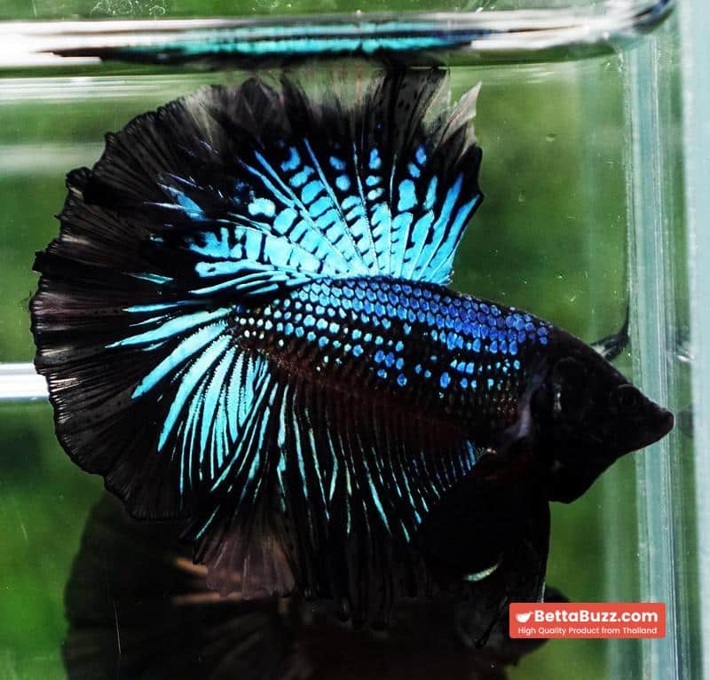 Betta fish Black Light Orchid Hawk (HM) - Image 6