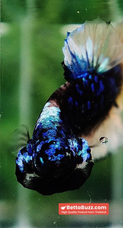 Betta fish HMPK Avatar Mustard Gas - Image 7