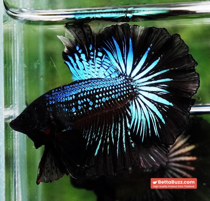 Betta fish Black Light Orchid Hawk (HM) - Image 7