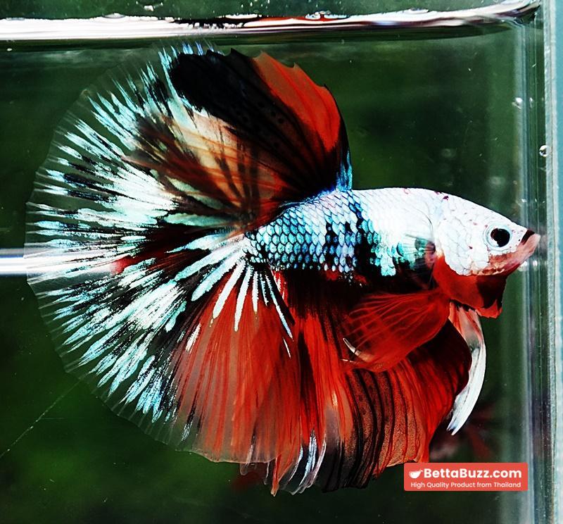 Betta fish OHM Fancy Halloween Star - Image 2