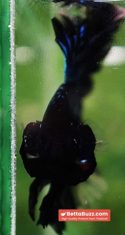 Betta fish Black Light Orchid Hawk (HM) - Image 9