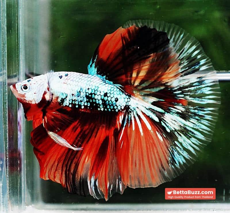 Betta fish OHM Fancy Halloween Star - Image 3