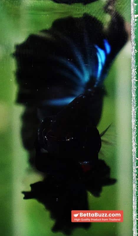 Betta fish Black Light Orchid Hawk (HM) - Image 10