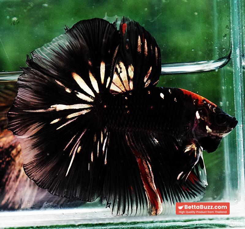 Betta fish OHM Shadow Black Gold Star Series (Rare) - Image 3