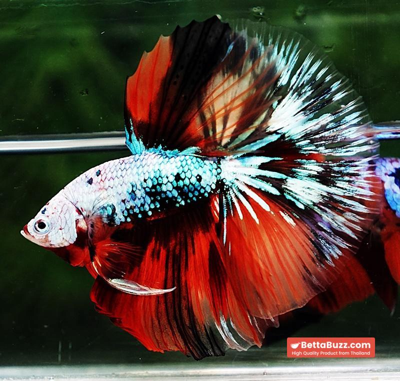 Betta fish OHM Fancy Halloween Star - Image 5