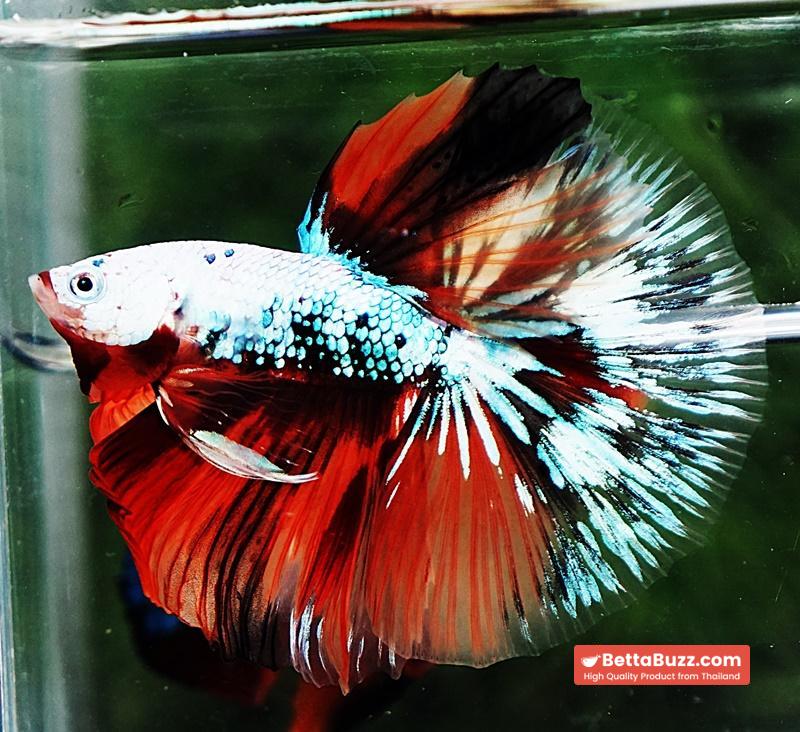 Betta fish OHM Fancy Halloween Star - Image 6