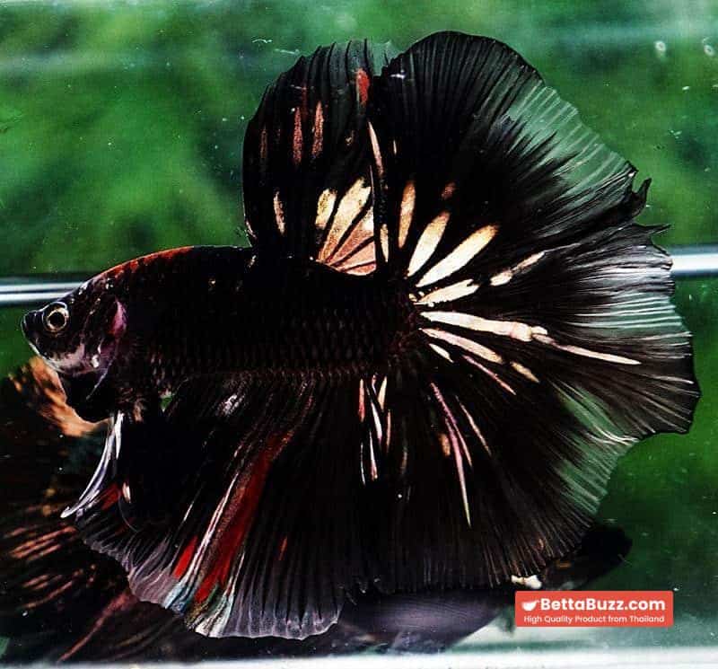 Betta fish OHM Shadow Black Gold Star Series (Rare) - Image 2
