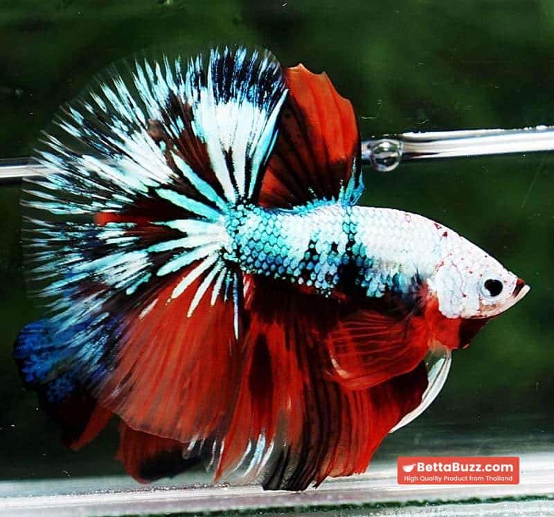 Betta fish OHM Fancy Halloween Star - Image 4