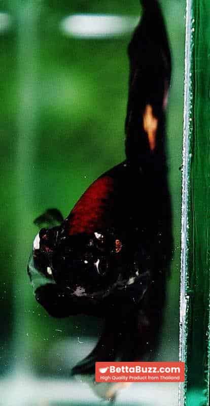 Betta fish OHM Shadow Black Gold Star Series (Rare) - Image 8