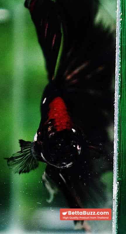 Betta fish OHM Shadow Black Gold Star Series (Rare) - Image 9