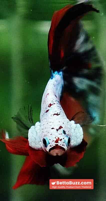 Betta fish OHM Fancy Halloween Star - Image 7