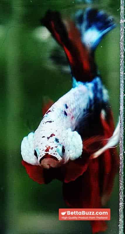 Betta fish OHM Fancy Halloween Star - Image 8