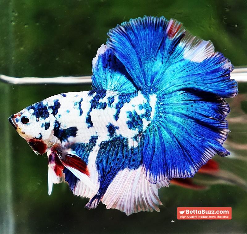Betta fish OHM Prince Frozen Rose tail - Image 2