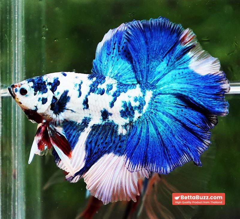 Betta fish OHM Prince Frozen Rose tail - Image 4