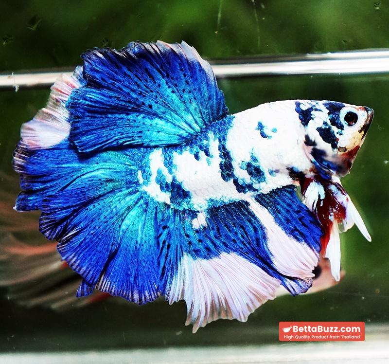 Betta fish OHM Prince Frozen Rose tail - Image 3