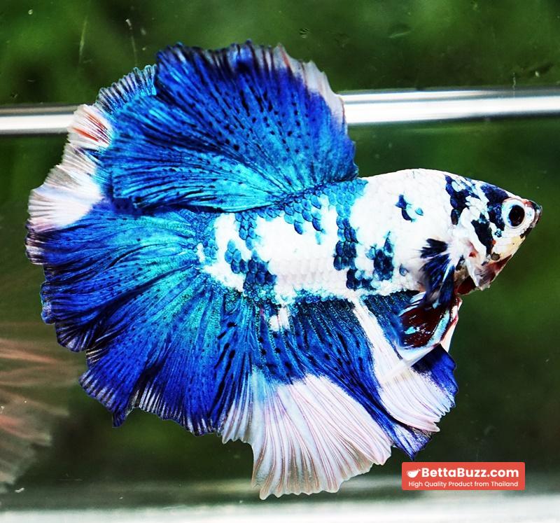 Betta fish OHM Prince Frozen Rose tail - Image 5