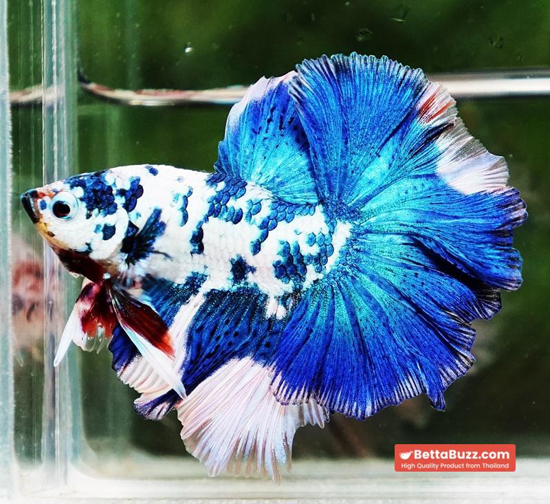 Betta fish OHM Prince Frozen Rose tail - Image 6