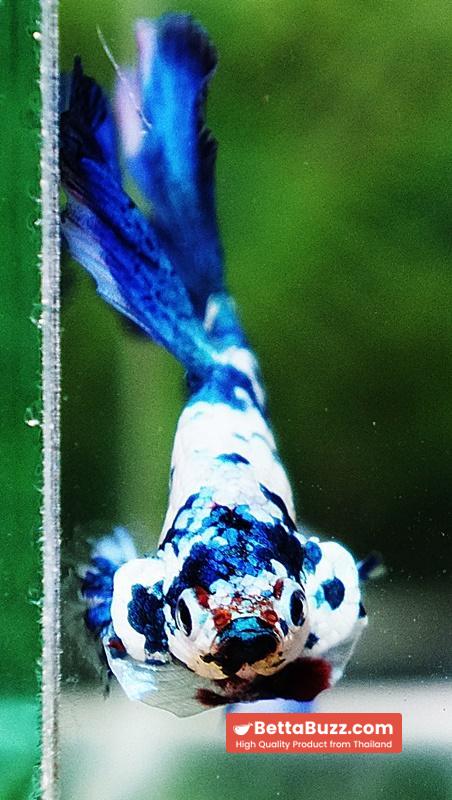 Betta fish OHM Prince Frozen Rose tail - Image 7