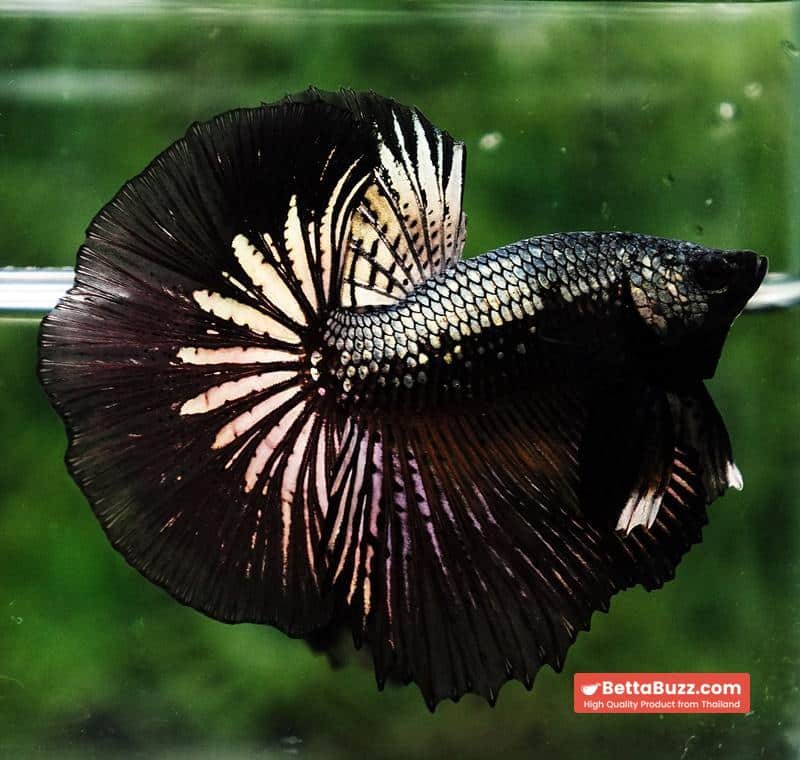 Betta fish Black Copper Warrior (OHM) - Image 4