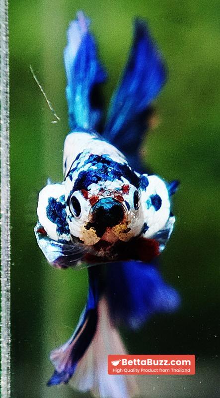 Betta fish OHM Prince Frozen Rose tail - Image 8