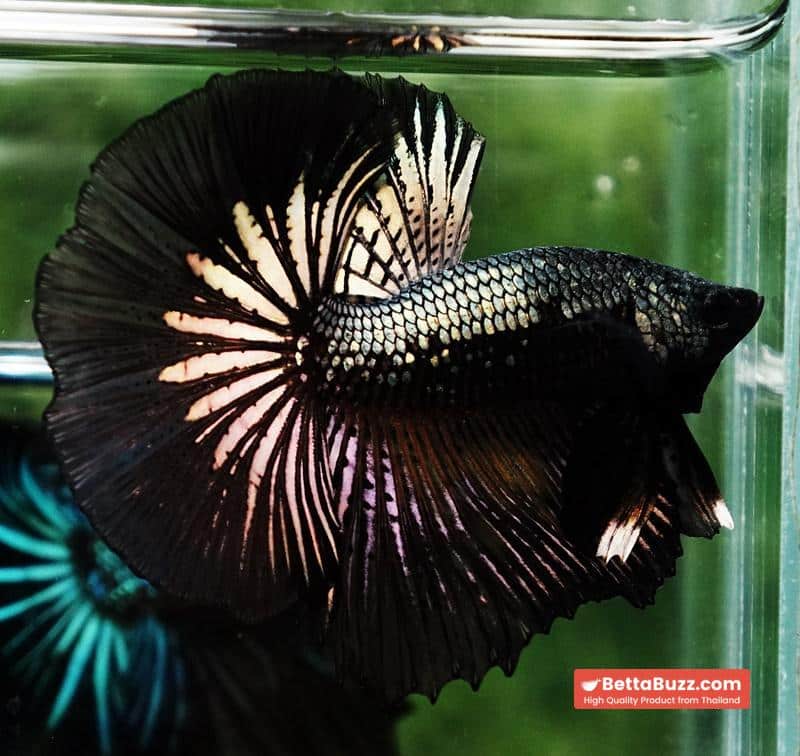 Betta fish Black Copper Warrior (OHM) - Image 2