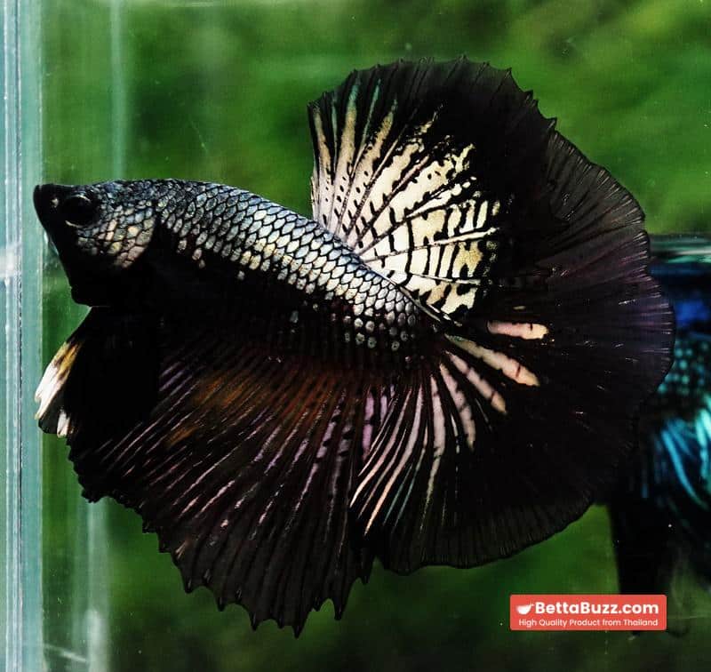 Betta fish Black Copper Warrior (OHM) - Image 3